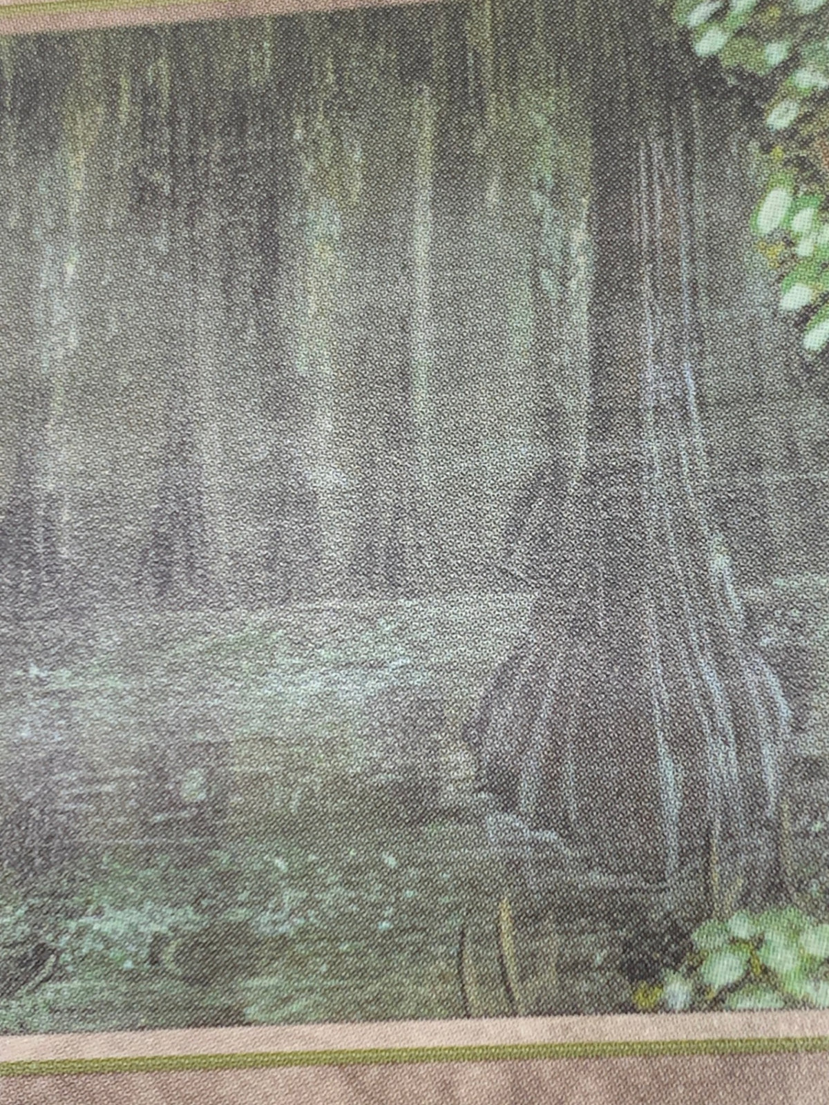 《Bayou》[3ED][EN]