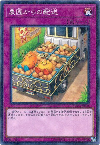 [YCPC]農園からの配送(ミレニアムレア)YCPC-JP003